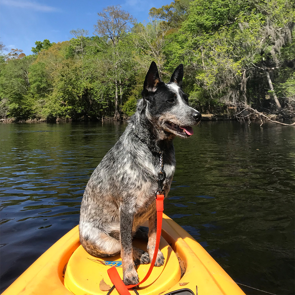 dog in canoe